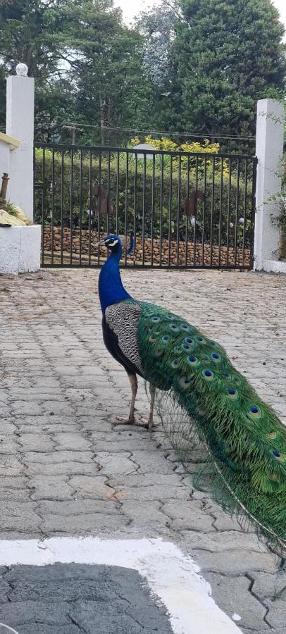 Recanto Ursa Maior Monte Verde  Εξωτερικό φωτογραφία
