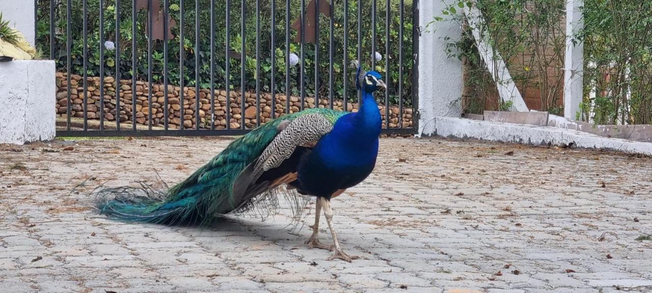 Recanto Ursa Maior Monte Verde  Εξωτερικό φωτογραφία